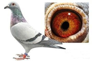 啤酒酵母粉对鸽子的作用