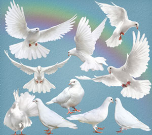 啤酒酵母粉对鸽子的作用