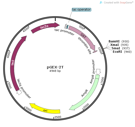pGEX-2T 载体