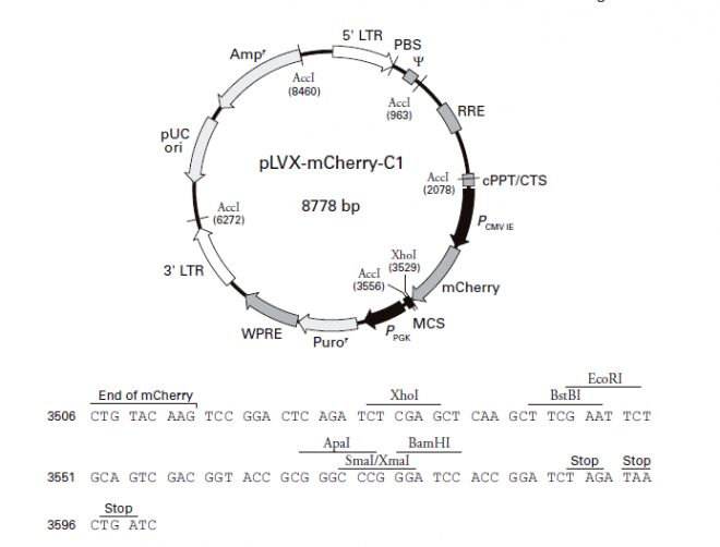 pLVX-mCherry-C1 载体