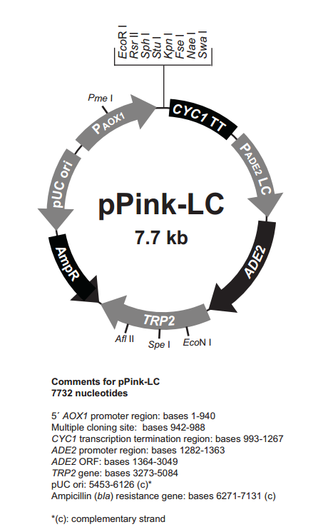 pPink-LC 载体