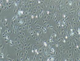 人肾透明细胞癌细胞；Caki-2