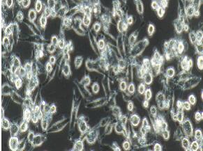 人胰腺癌细胞；MIA PaCa-2