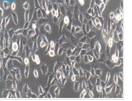 人胚肾细胞；HEK-293