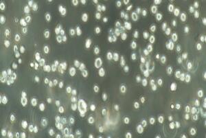 人骨髓瘤细胞；NCI-H929