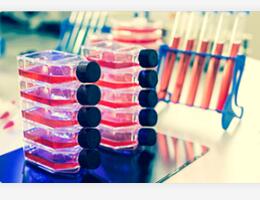 大鼠肝细胞；IAR20