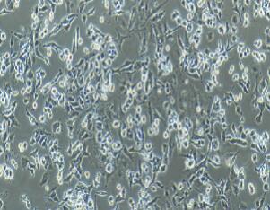 大鼠肾上腺嗜铬细胞（低分化）；PC-12