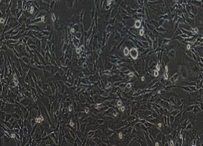 小鼠成肌细胞；C2C12