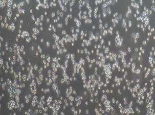 小鼠肥大细胞瘤细胞；P815