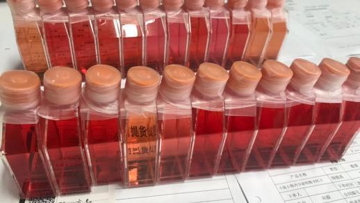 小鼠骨髓瘤细胞；SP2/0