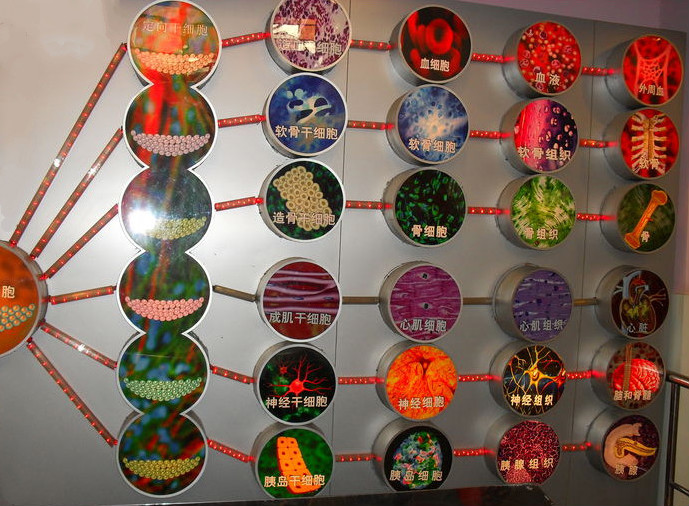 大鼠肝卵圆细胞；WB-F344