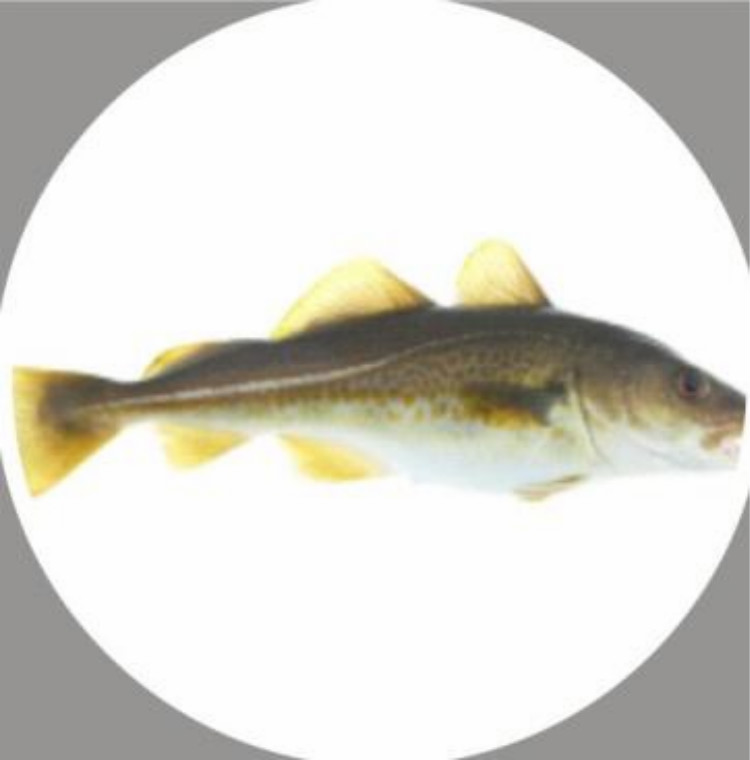 鳕鱼皮胶原蛋白肽