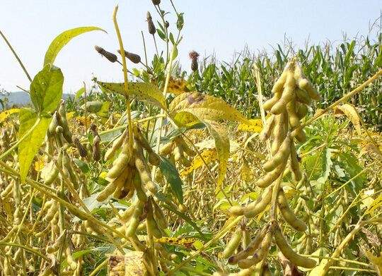 大豆卵磷脂  厂家直销 物美价廉 质量保障