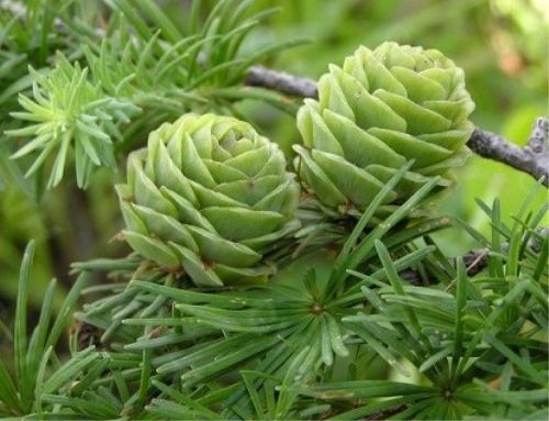 二氢槲皮素 厂家直销 物美价廉