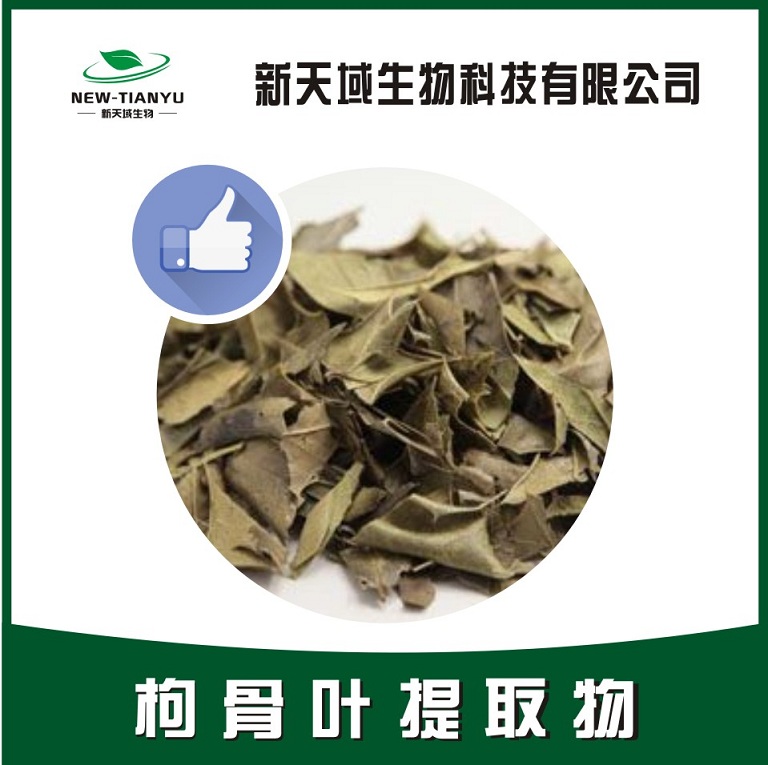 枸骨叶提取物
