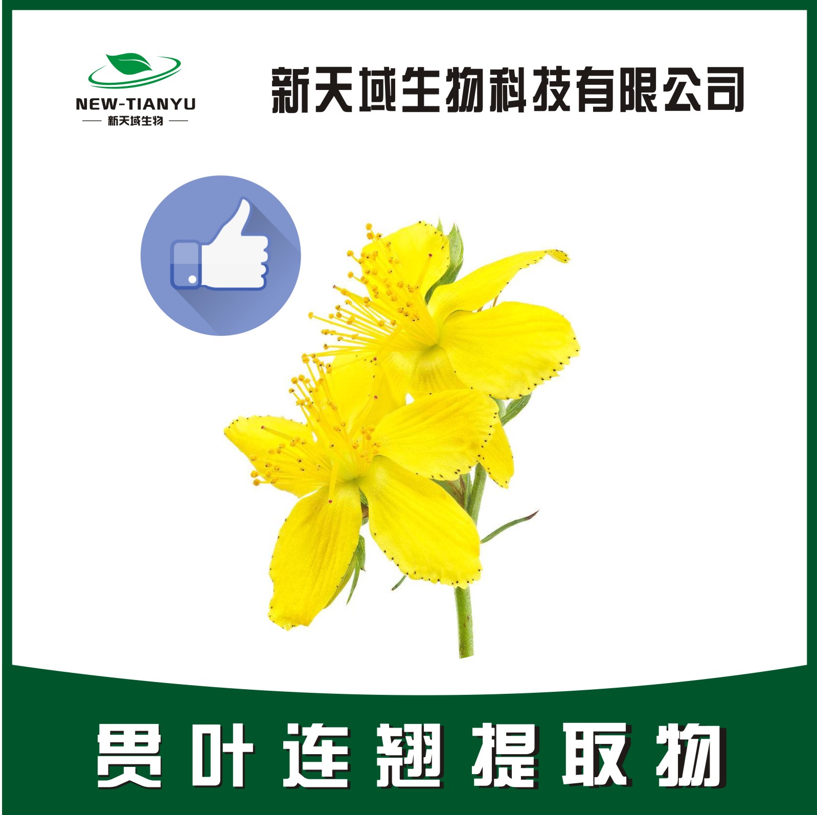 贯叶连翘提取物