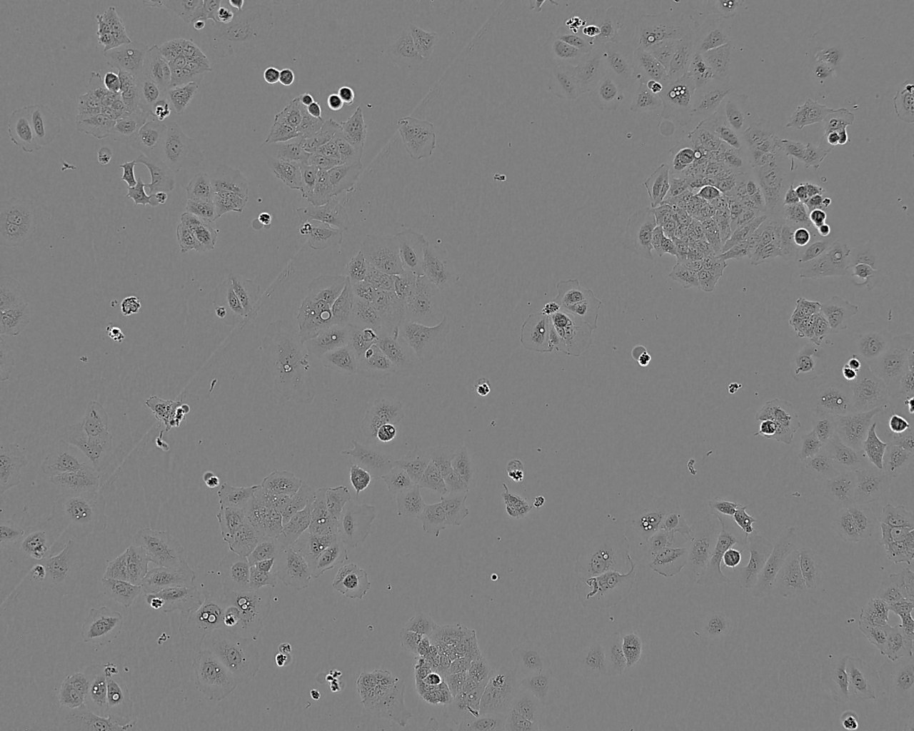 WB-F344 Cell:大鼠肝上皮样干细胞系