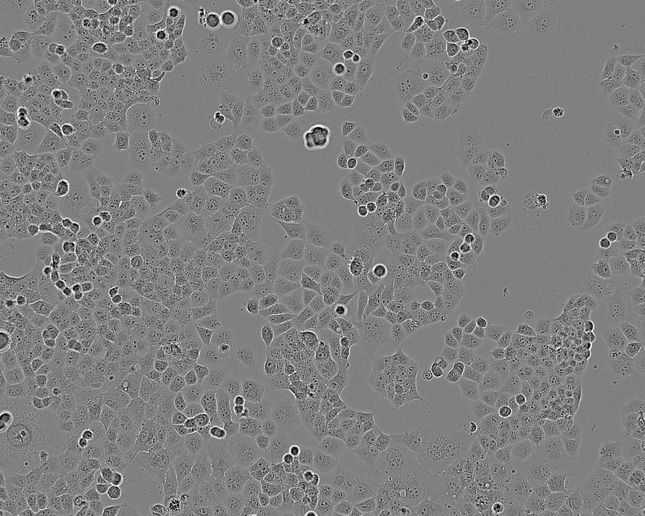 639V Cell:人膀胱癌细胞系