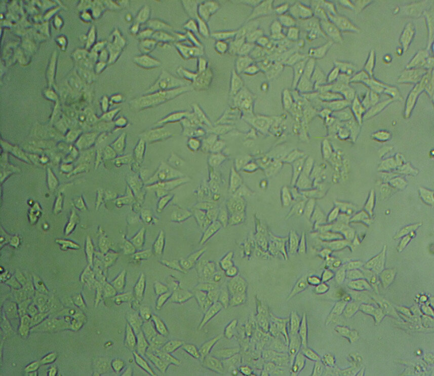 ABC-1 Cell:人肺癌腺癌细胞系