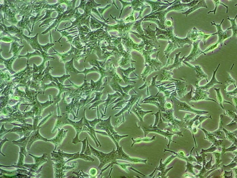 NCI-H2110 Cell:人非小细胞肺癌细胞系
