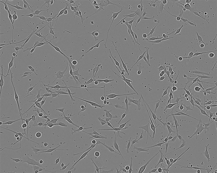 NCI-H2405 Cell:人非小细胞肺癌细胞系