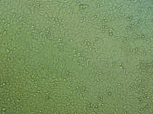 NCI-H1930 Cell:人小细胞肺癌细胞系