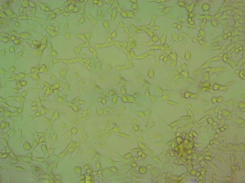 A-549 Cell:人肺癌细胞系