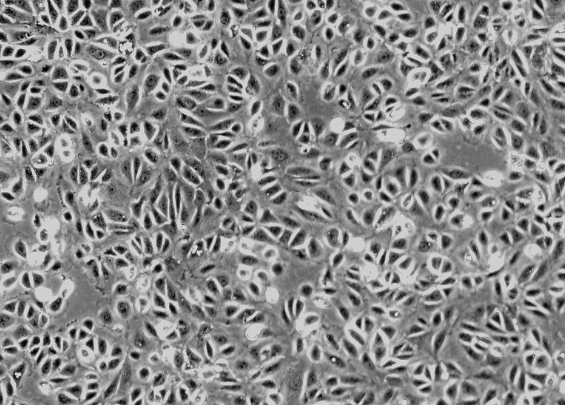 大鼠气管上皮细胞；RTE