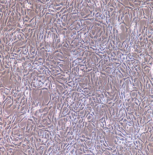 大鼠嗜碱性粒细胞性白血病细胞；RBL-1