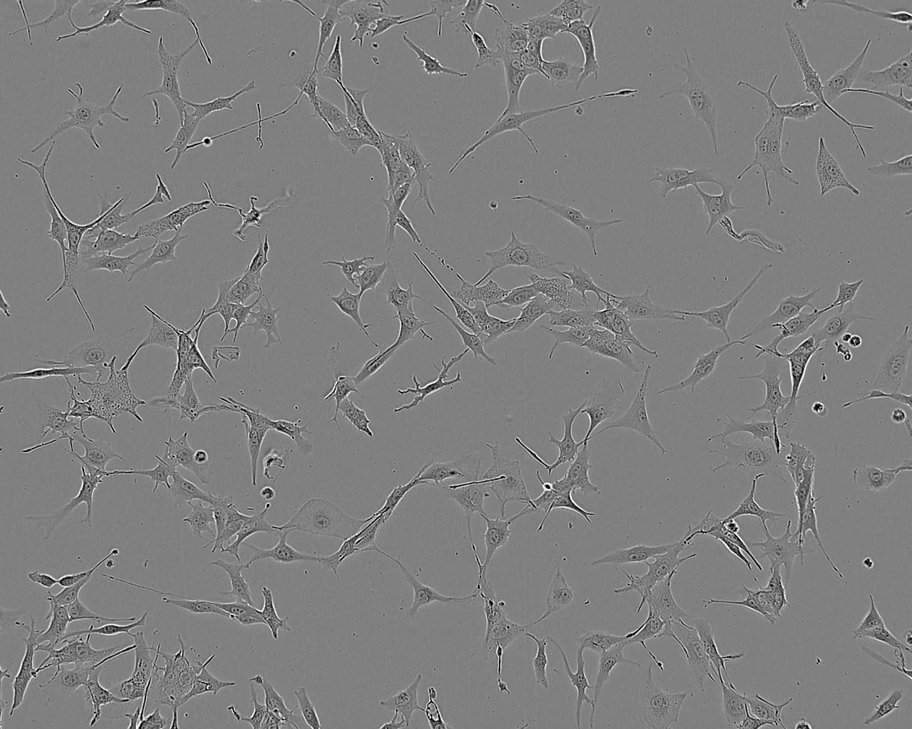 COR-L105 Cell:人原发性非小细胞肺癌细胞系