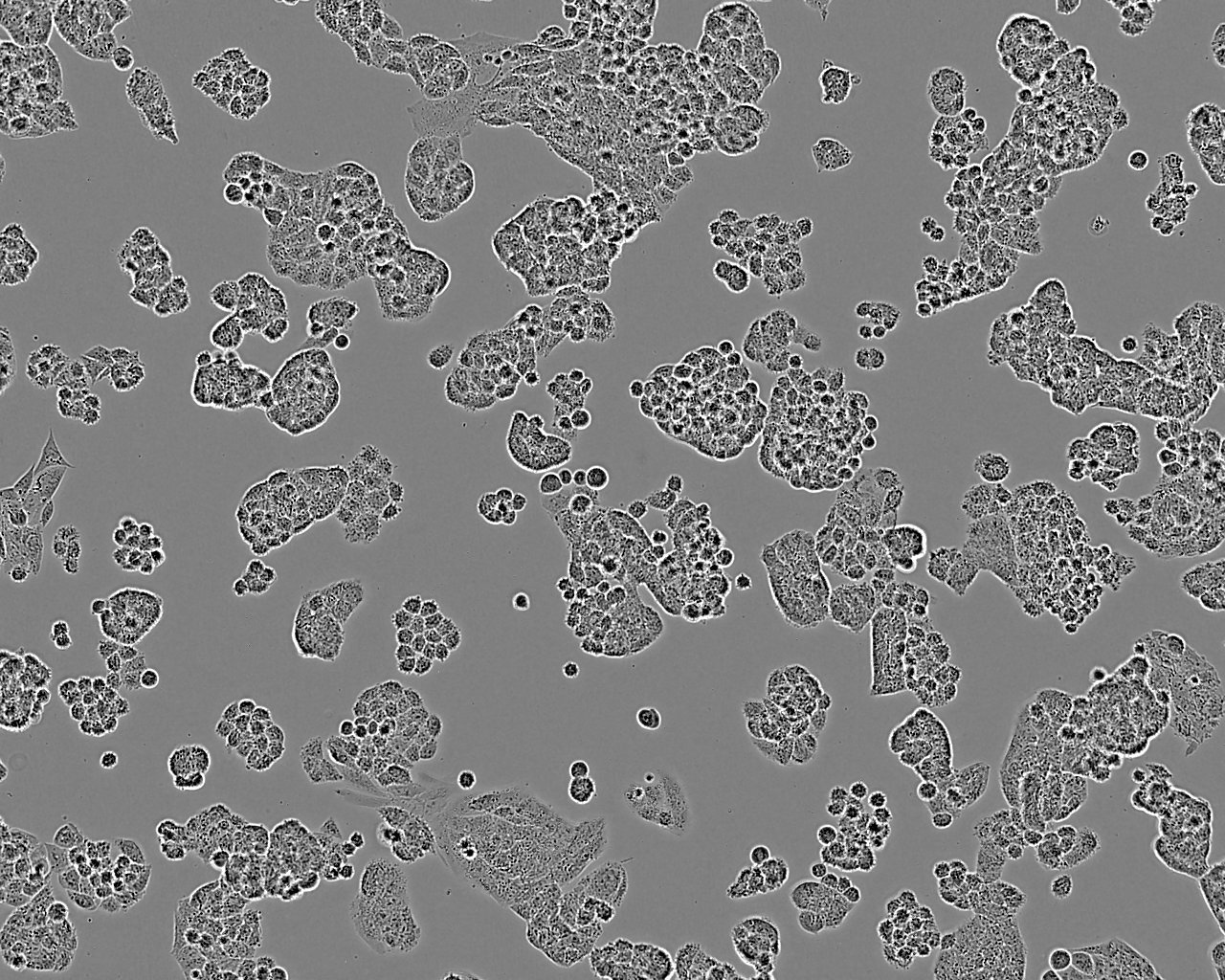 SCL-I Cell:人皮肤磷癌细胞系