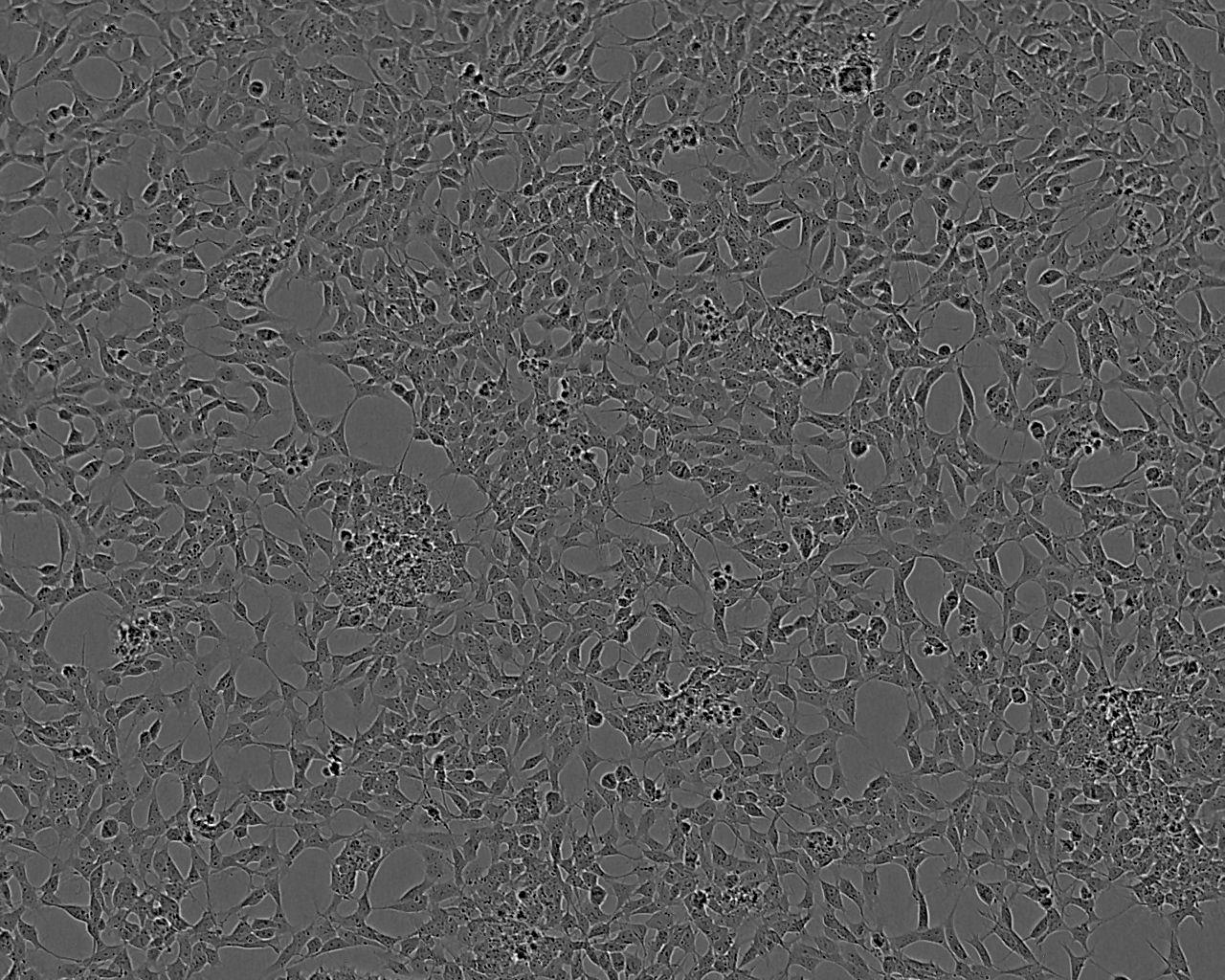 BJ [Human fibroblast] Cell:人皮肤成纤维细胞系