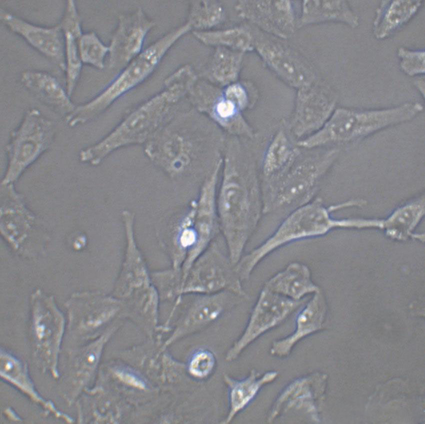 FAK+/+ Cell:小鼠成纤维细胞系