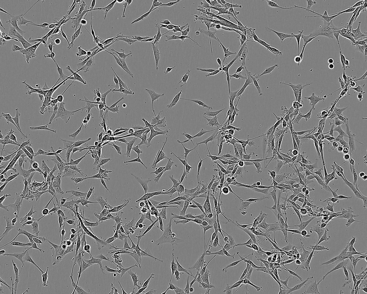 A-72 Cell:犬癌细胞系