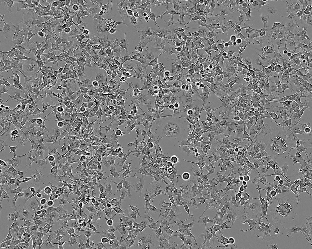 NE-4C Cell:小鼠神经干细胞系