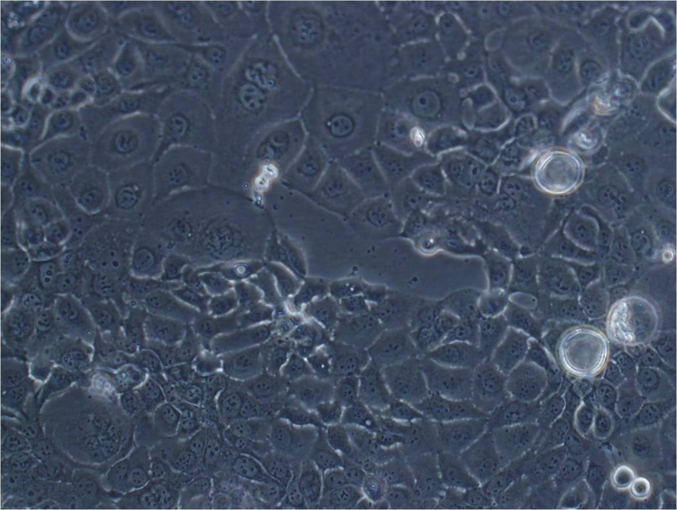 WM266-4 epithelioid cells人黑素瘤细胞系