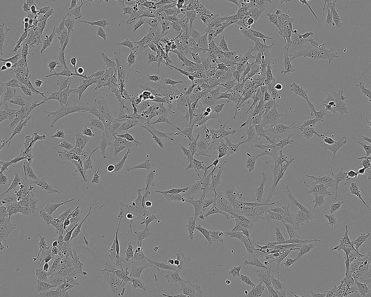 IMR-90 Cell:人胚肺成纤维细胞系