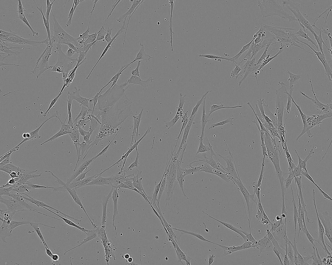 3T6-Swiss albino Cell:小鼠胚胎成纤维细胞系