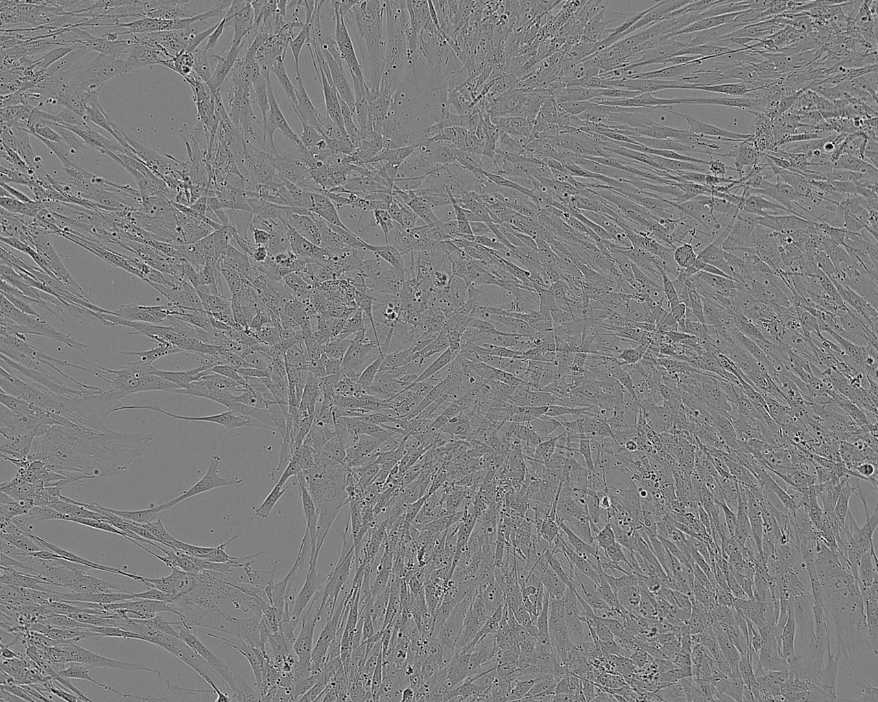 MH7A Cell:关节炎成纤维细胞系