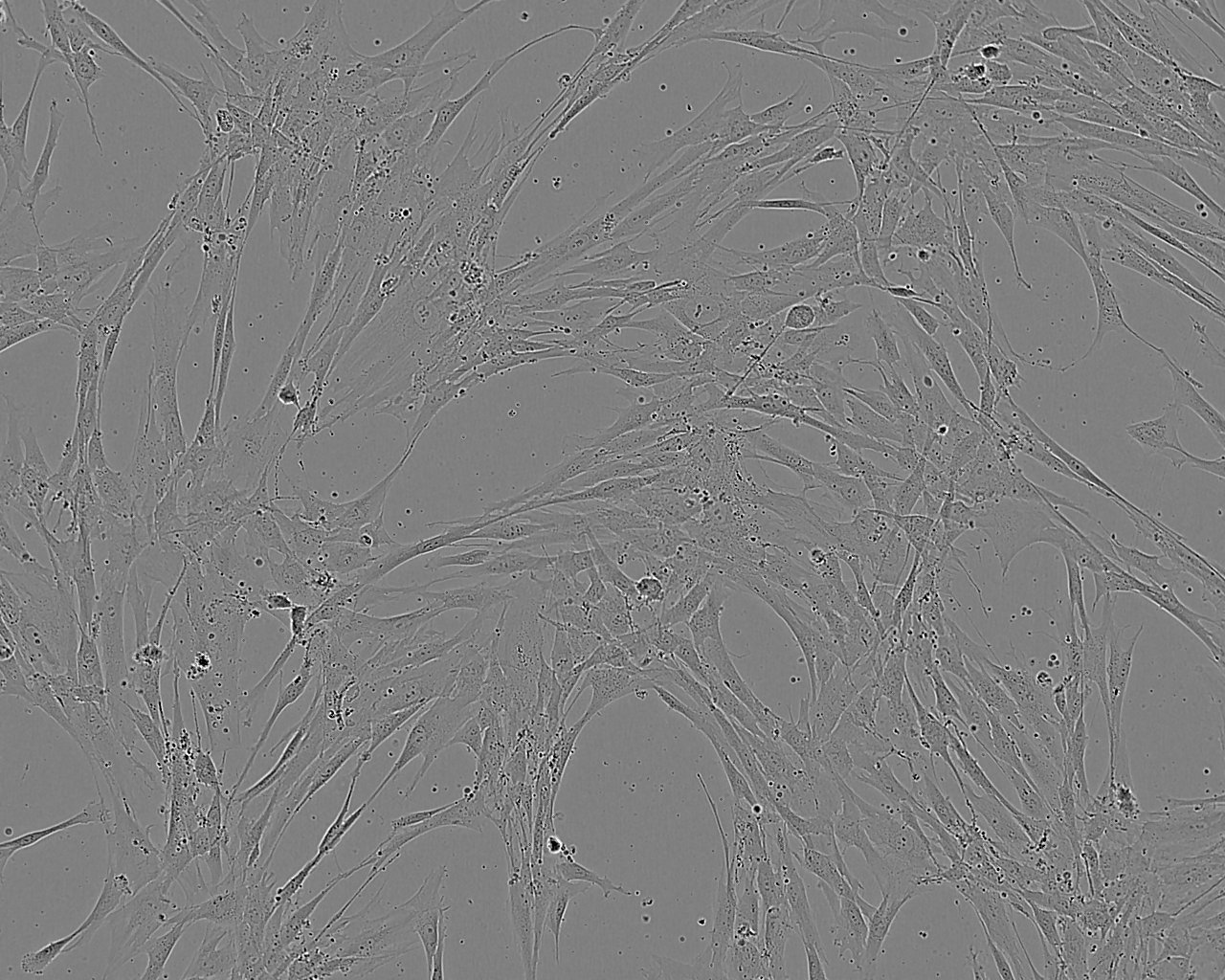 WML2 Cell:小鼠肺成纤维细胞系