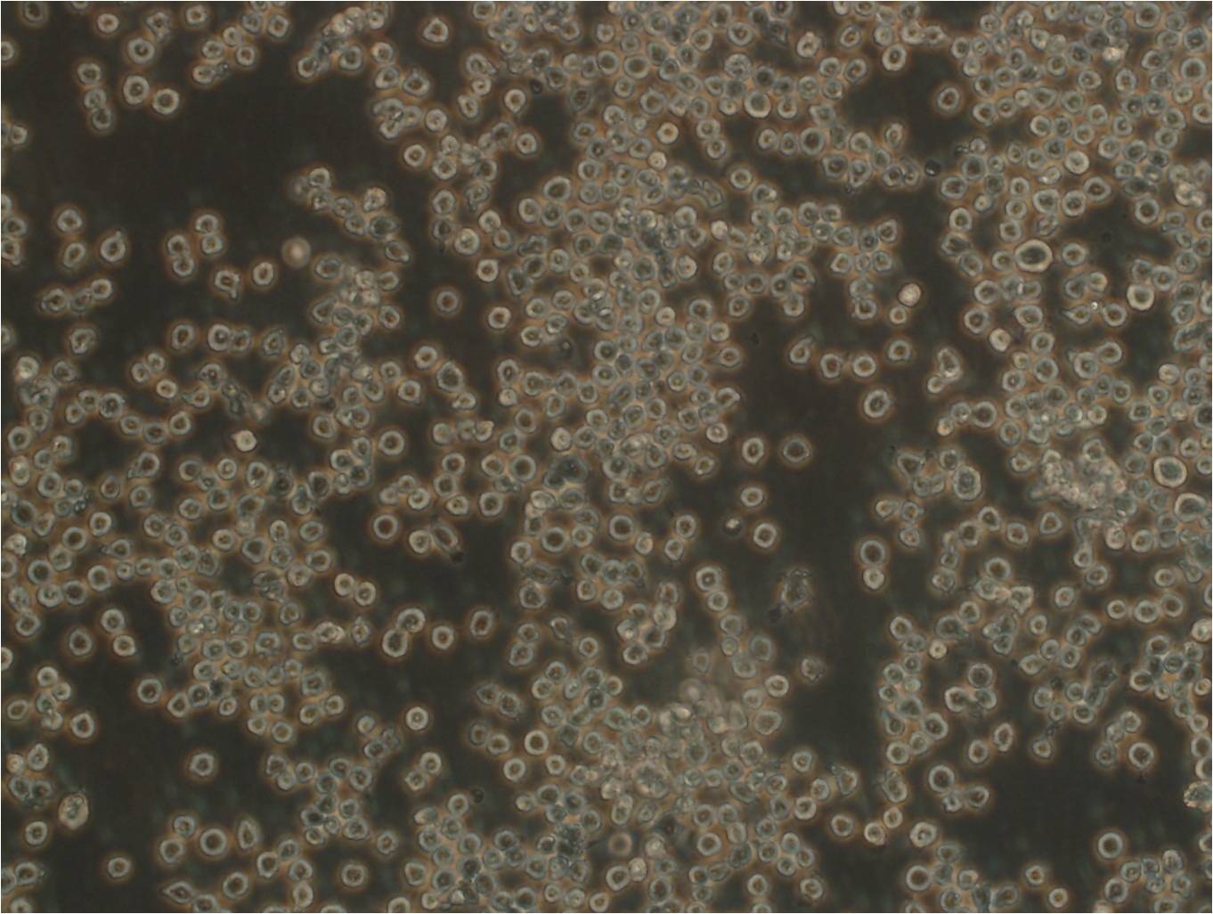 T2 Cell:人淋巴母细胞系