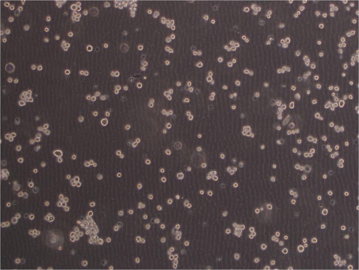 MT-4 Cell:人急性淋巴母细胞白血病细胞系