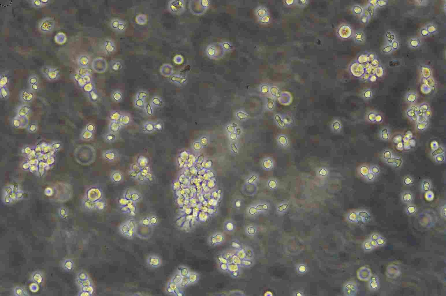 ANA-1 Cell:小鼠巨噬细胞系