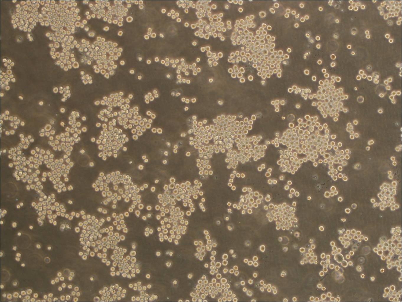 Kasumi-6 Cell:急性髓系细胞白血病细胞系