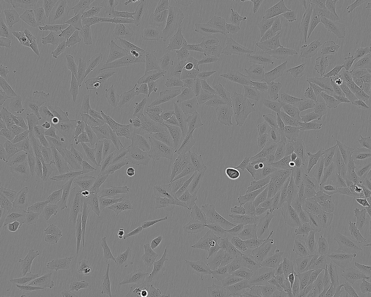 FDC-P1 epithelioid cells小鼠正常骨髓细胞系