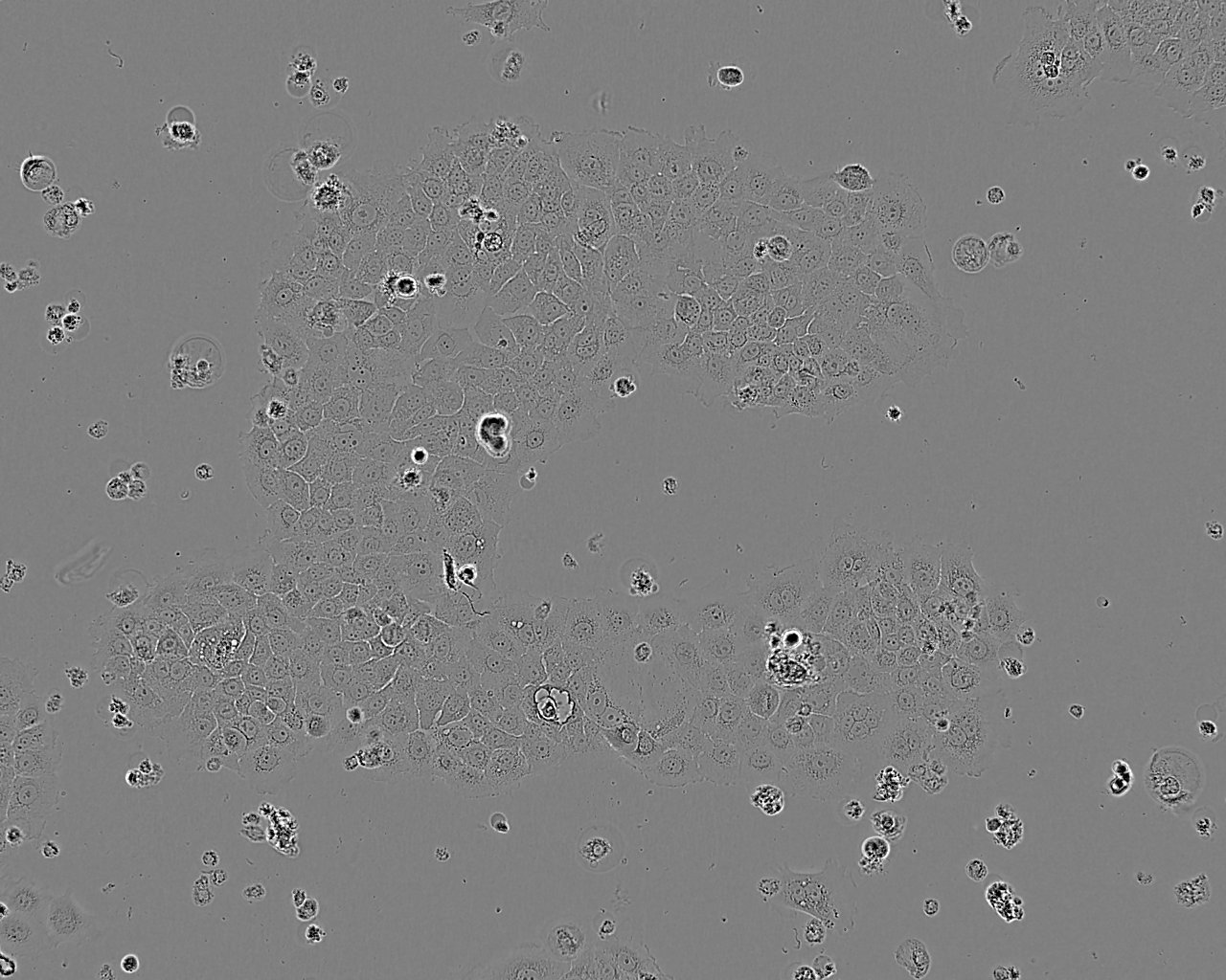 RMC-1 epithelioid cells大鼠视网膜Muller细胞系