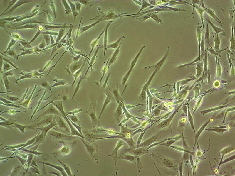 IMR-90 fibroblast cells人胚肺成纤维细胞系