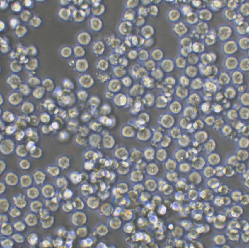 CTLL-2 Lymphoblastoid cells小鼠T淋巴细胞系