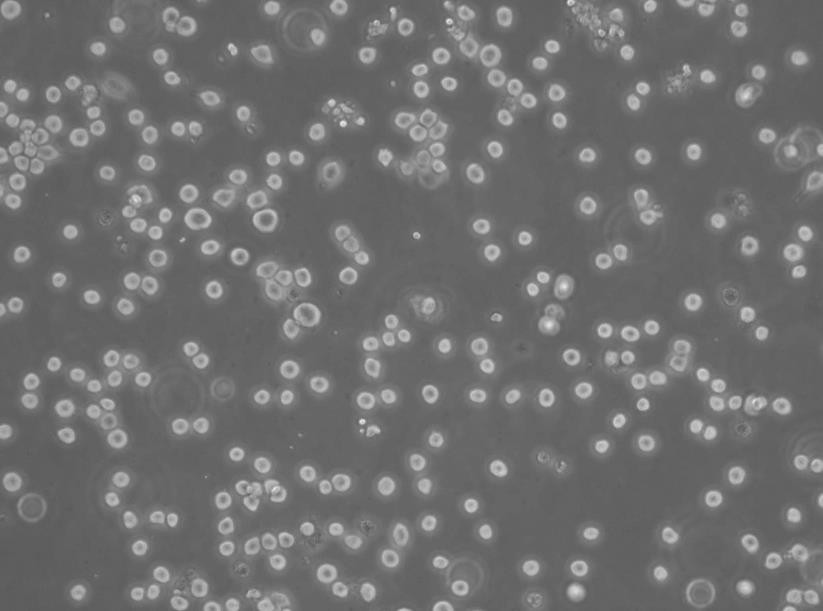 MAVER-1 Lymphoblastoid cells人淋巴细胞瘤细胞系