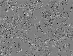 NWRI琼脂培养基基础